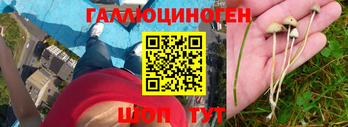 Пенза  Галлюциногенные грибы прущие грибы  Вход с VPN  Псилоцибиновые грибы Psilocybe 